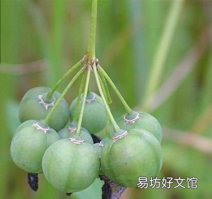 黄精和玉竹的区别是什么