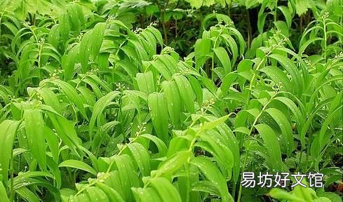 黄精和玉竹的区别是什么