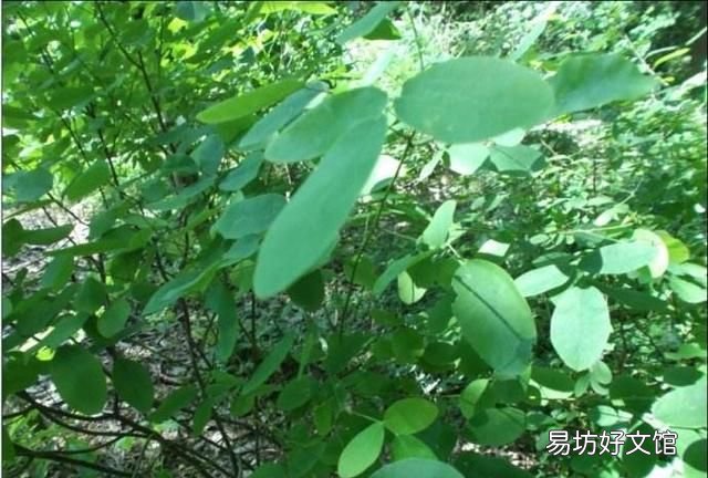 八月瓜有壮阳功效吗