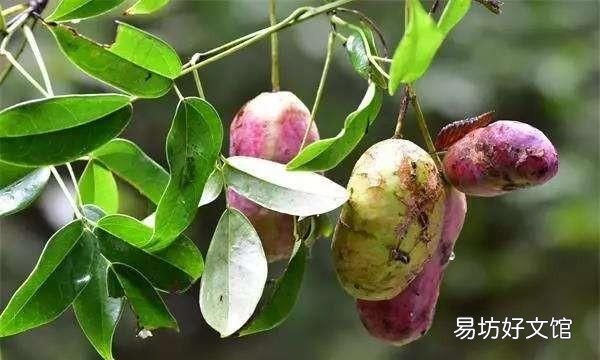 八月瓜有壮阳功效吗