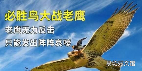 必胜鸟是一种什么样存在,为什么连老鹰都害怕呢