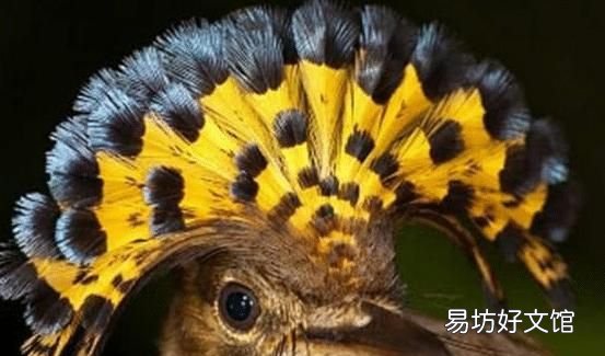 必胜鸟是一种什么样存在,为什么连老鹰都害怕呢