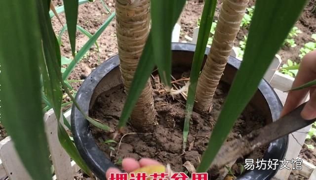 香蕉皮的5大妙用 香蕉皮能吃吗