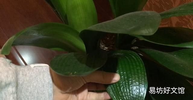 香蕉皮的5大妙用 香蕉皮能吃吗