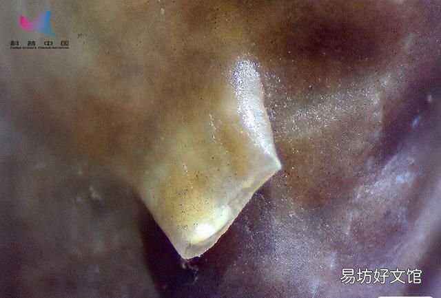 蝌蚪变成青蛙先长什么腿,家里蝌蚪变成青蛙为什么死掉了
