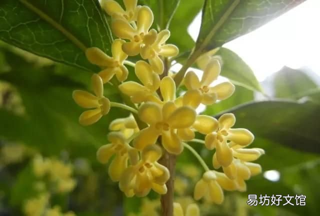 桂花可以做什么甜点,桂花可以做成什么美食