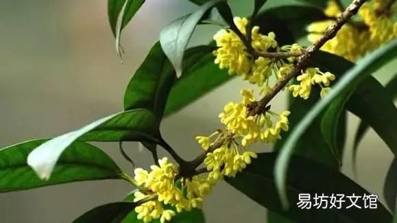 桂花可以做什么甜点,桂花可以做成什么美食