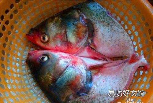 砂锅鱼头的做法,砂锅鱼头火锅的做法步骤是什么