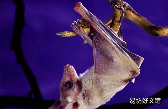 科普:蝙蝠是鳥嗎?蝙蝠到底是飛禽還是走獸