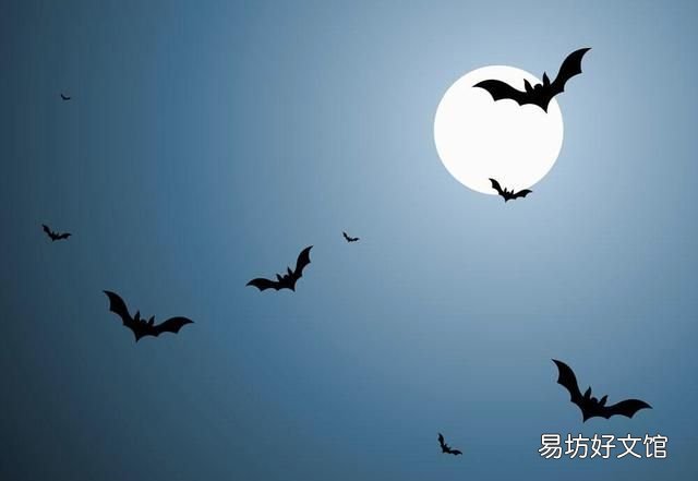 科普:蝙蝠是鳥嗎?蝙蝠到底是飛禽還是走獸