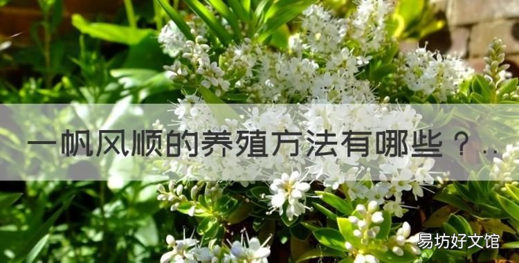 如何养一帆风顺,一帆风顺的养殖方法