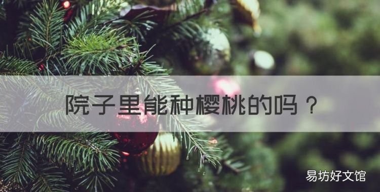 院子里能种樱桃的,院子里可以种植樱桃树吗