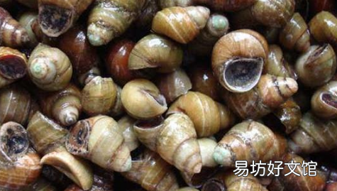 田螺剪掉尾巴还能泡,田螺剪掉尾巴是不是也会活着