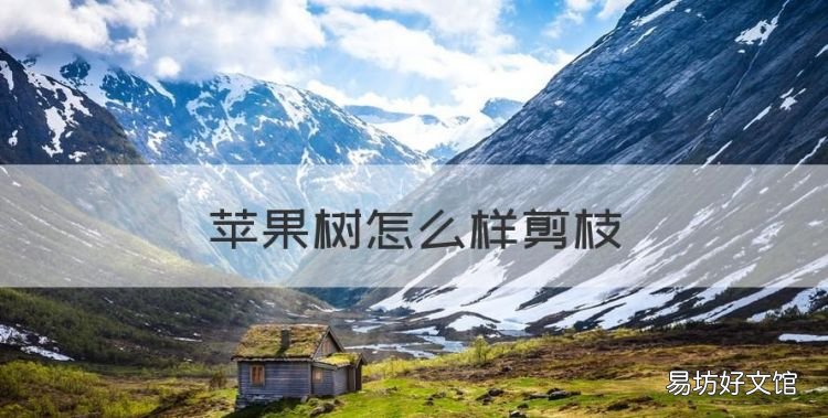苹果树怎么样剪枝,苹果树怎样剪枝留枝