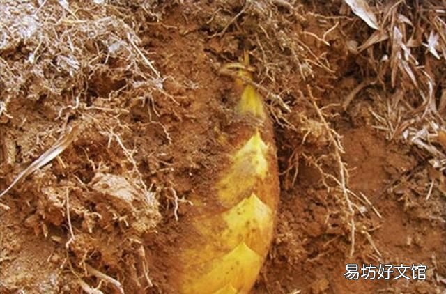 冬笋怎么卖