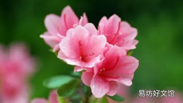 杜鹃花养殖方法,杜鹃花怎么养家庭养法