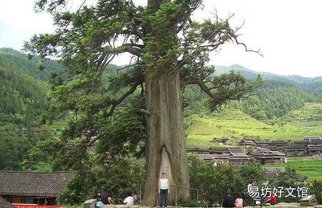 十年树木百年树人的下一句，怎么理解十年树木百年树人这句话