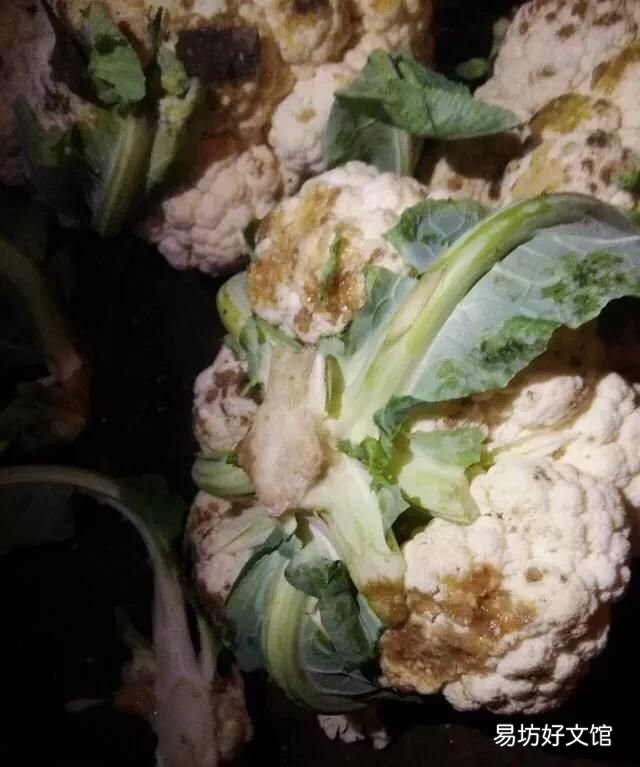 菜花变紫是怎么回事 花椰菜软腐病是黑腐病吗