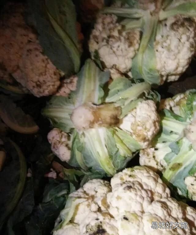 菜花变紫是怎么回事 花椰菜软腐病是黑腐病吗