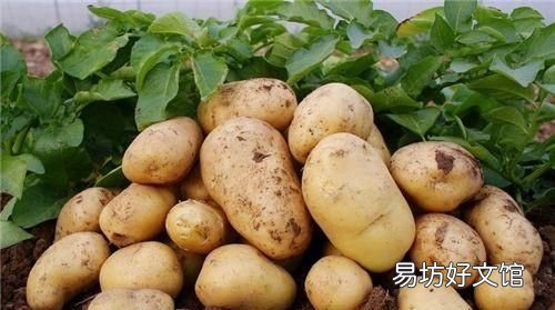 新鲜土豆为什么会变绿:为什么土豆会变绿?