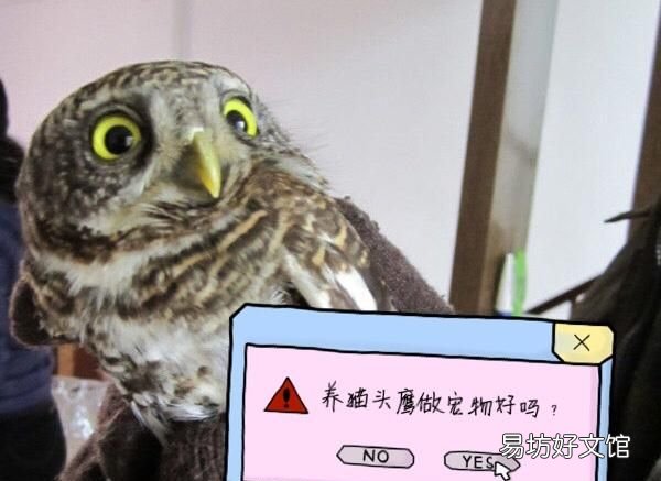 猫头鹰可以养吗,猫头鹰可以作为宠物养吗