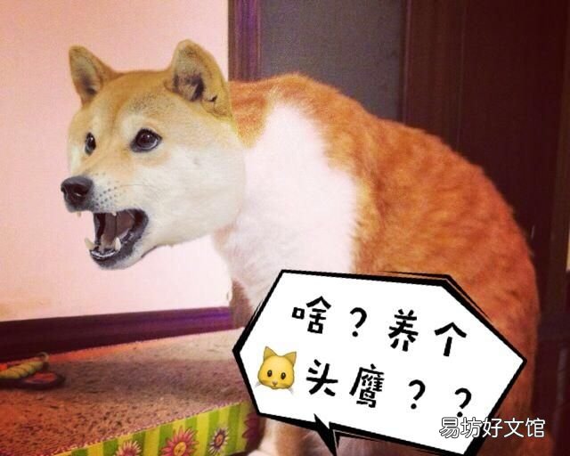 猫头鹰可以养吗,猫头鹰可以作为宠物养吗