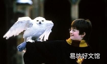 猫头鹰可以养吗,猫头鹰可以作为宠物养吗