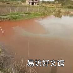 水产养殖池塘铁锈水形成的诱因 池塘水面上有红铁锈怎么办