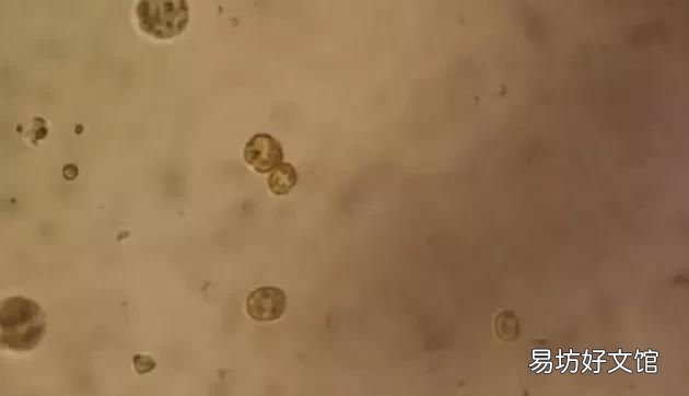 水产养殖池塘铁锈水形成的诱因 池塘水面上有红铁锈怎么办