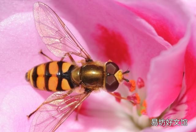 常见益虫图片大全和名字 益虫害虫有哪些图片