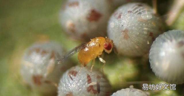 常见益虫图片大全和名字 益虫害虫有哪些图片