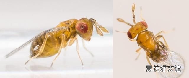 常见益虫图片大全和名字 益虫害虫有哪些图片