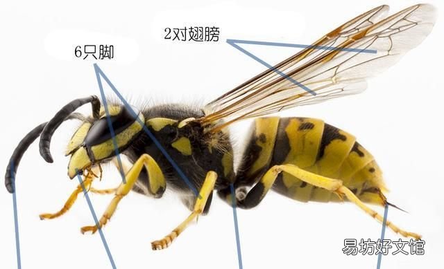 常见益虫图片大全和名字 益虫害虫有哪些图片