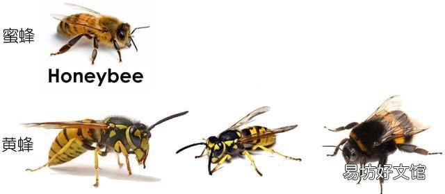 常见益虫图片大全和名字 益虫害虫有哪些图片