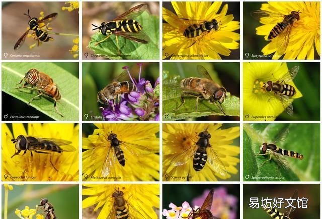 常见益虫图片大全和名字 益虫害虫有哪些图片