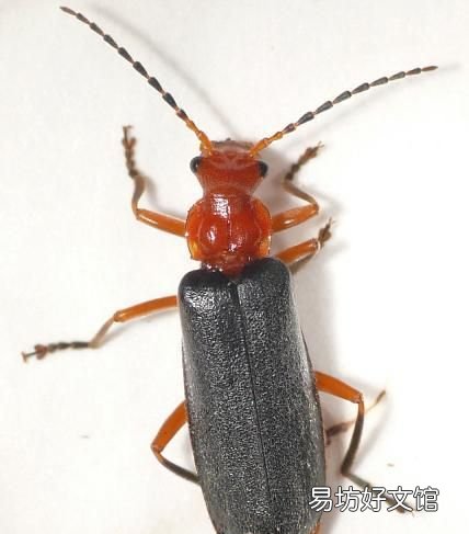 常见益虫图片大全和名字 益虫害虫有哪些图片