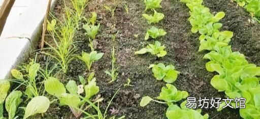 常见益虫图片大全和名字 益虫害虫有哪些图片