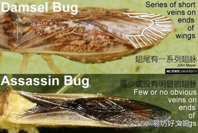 常见益虫图片大全和名字 益虫害虫有哪些图片