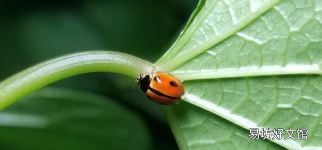 常见益虫图片大全和名字 益虫害虫有哪些图片
