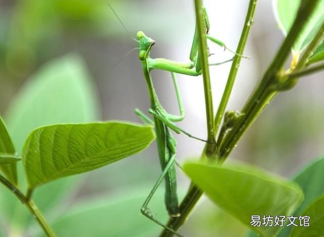 常见益虫图片大全和名字 益虫害虫有哪些图片