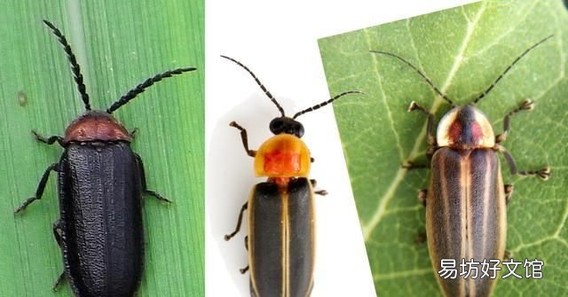 常见益虫图片大全和名字 益虫害虫有哪些图片
