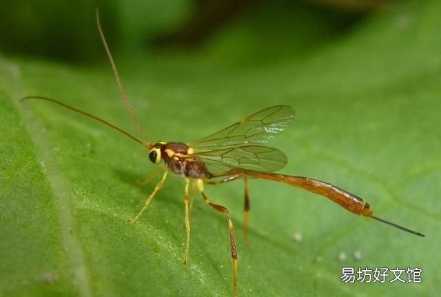 常见益虫图片大全和名字 益虫害虫有哪些图片