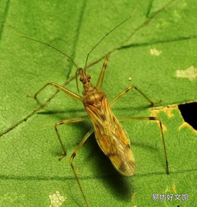 常见益虫图片大全和名字 益虫害虫有哪些图片