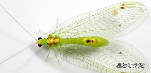 常见益虫图片大全和名字 益虫害虫有哪些图片