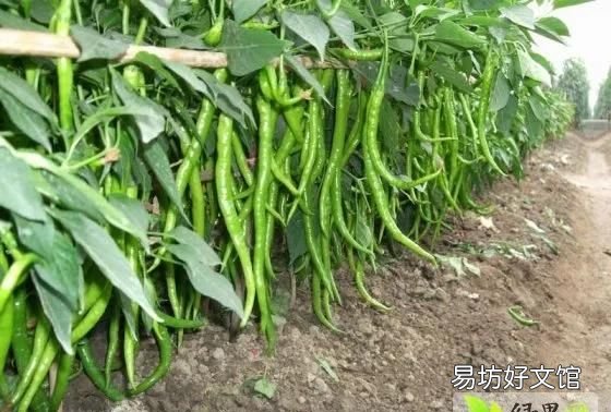 什么水果不是转基因的,水果胡萝卜是转基因吗