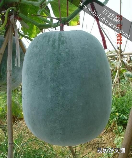 冬瓜里面的籽可以吃吗 冬瓜里面没有籽是不是很老?