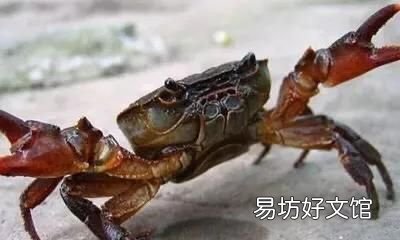 买的活的海螃蟹,死后马上放在冰箱里保鲜,一天后还可以吃吗