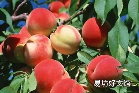 哪里的桃子好吃,甘肃秦安水蜜桃水蜜桃形状女生的水蜜桃指什么味道怎么样