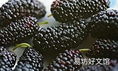 桑葚作用与功效有哪些