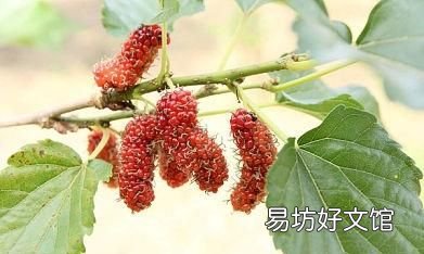桑葚作用与功效有哪些